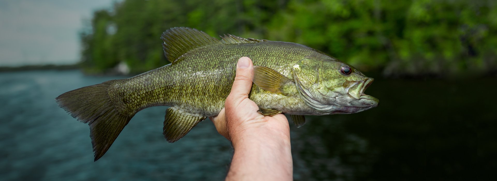 Find them, feed them, reel them in!
Here's how to catch more bass!