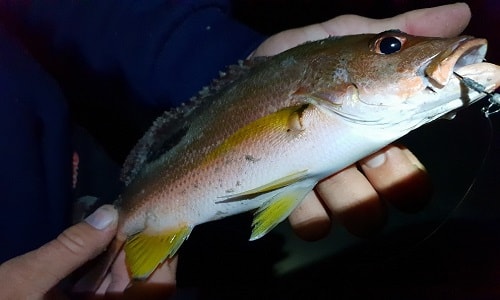 Catfishing at night on the Susquehanna River – Deepersonar