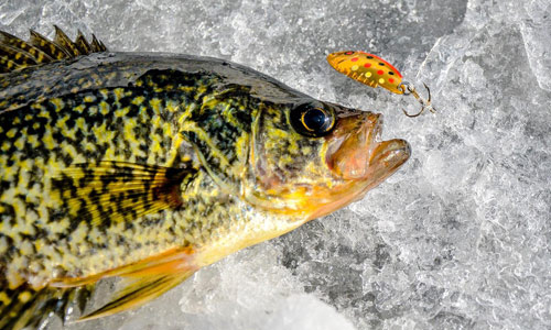 panfish on ice