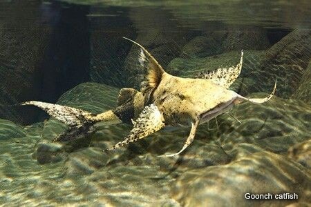 goonch catfish