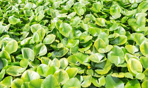 Water Hyacinth