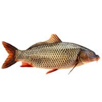 carp