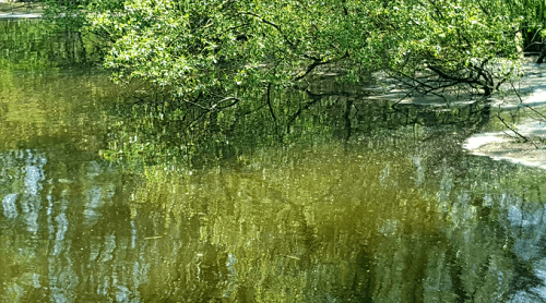 overhanging trees